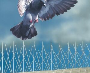 أفضل شركة تركيب طارد الحمام بالقصيم